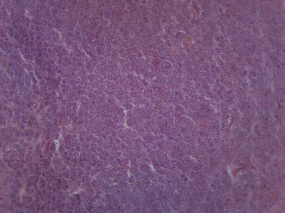 Spleen Section - Prepared Microscope Slide - 75x25mm