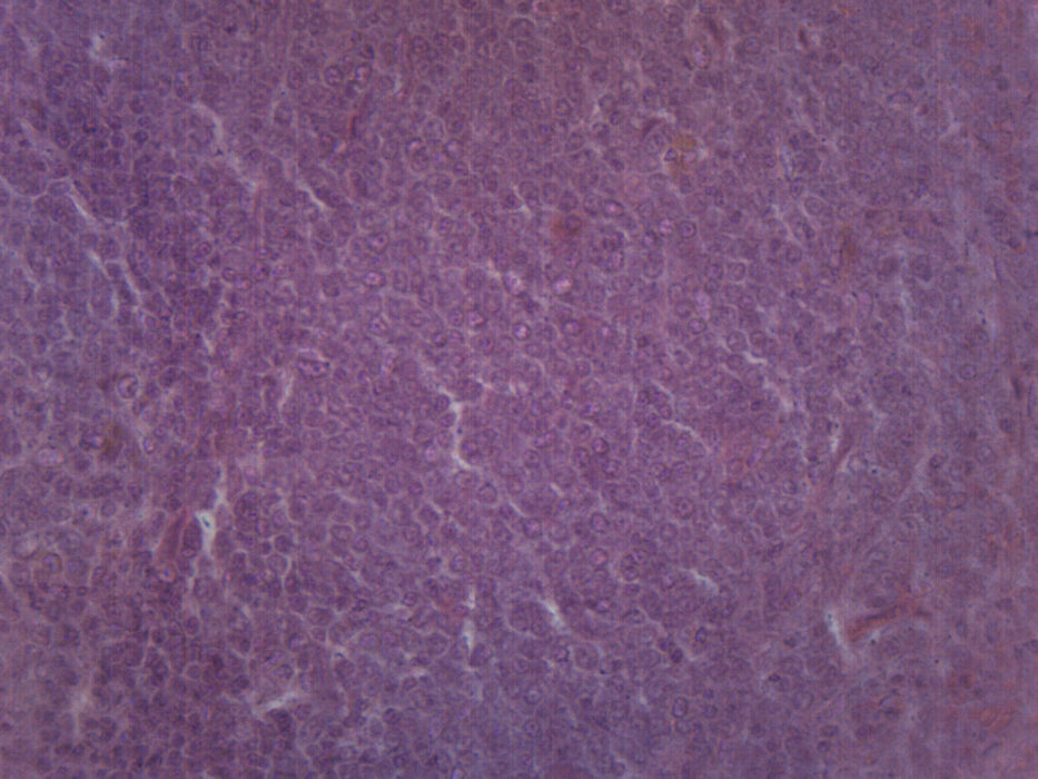 Spleen Section - Prepared Microscope Slide - 75x25mm