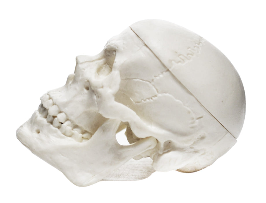 Miniature Human Adult Skull Model, 3 Part - Medical Quality Anatomical Replica - 2.5" Height - Removable Skull Cap, Shows Most Major Foramen, Fossa, and Canals - Articulated Mandible - Eisco Labs