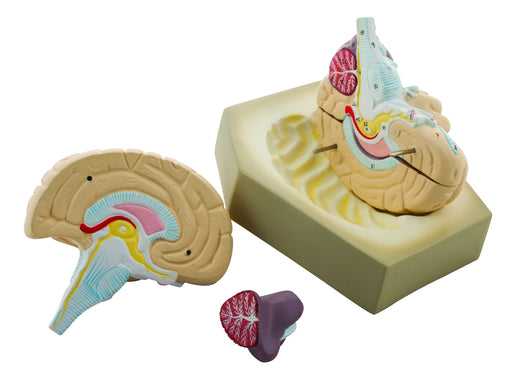 Eisco Human Brain Model, 4 Parts