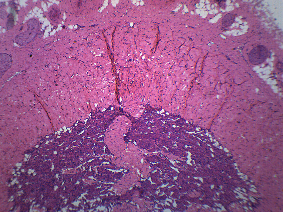 Mammalian Penis - Cross Section - Prepared Microscope Slide - 75x25mm