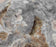 Raw Rhyolite, Igneous Rock Specimen - Hand Sample - Approx. 3"