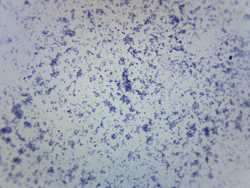 Mycobacterium Tuberculosis - Gram Pos. - Prepared Microscope Slide - 75x25mm