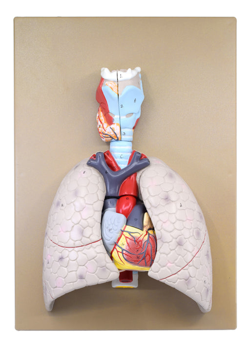 Human Lungs & Heart Model, 16.5" - Mounted on Base