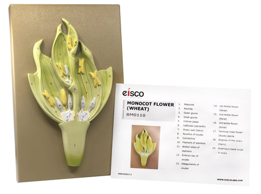Monocot Flower Model (Wheat) - Three Dimensional, Longitudinal Dissection - Hand Painted Details, Magnified - Mounted on Base, 15" x 9.5" x 2.5" - Eisco Labs