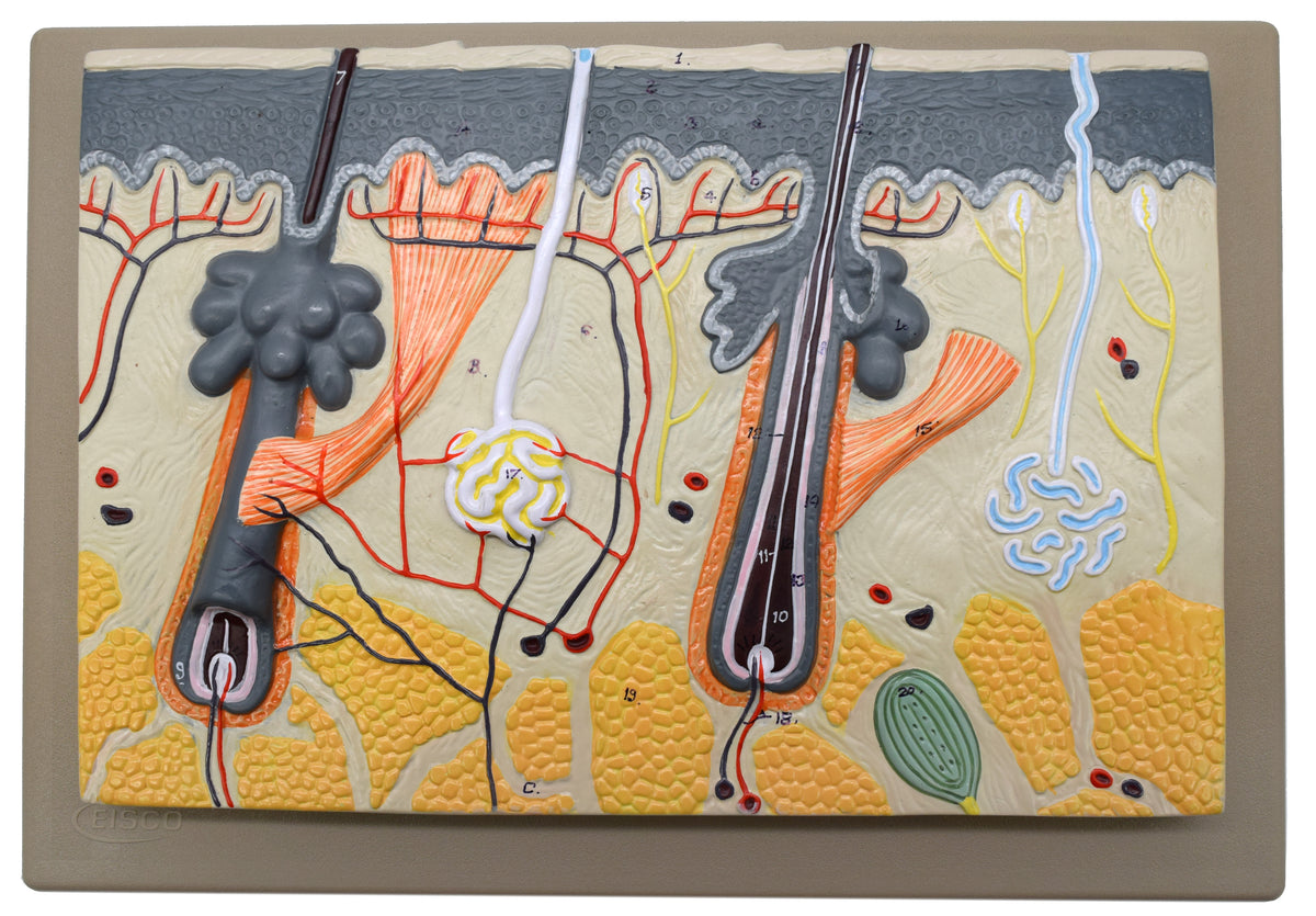 Eisco Labs Human Skin Model – 300 Times Enlarged, Hand-Painted, PVC & Fiberglass, For Anatomy Study