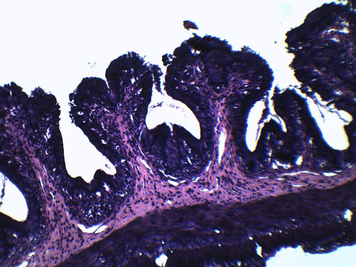 Frog Esophagus - Cross Section - Prepared Microscope Slide - 75x25mm