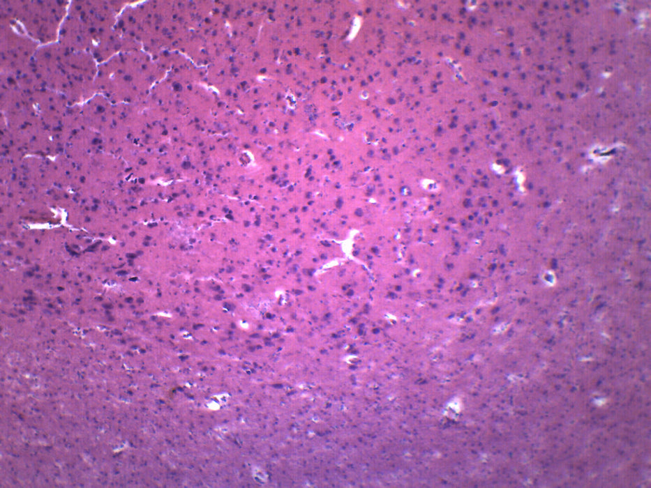 Brain Section - Prepared Microscope Slide - 75x25mm — Eisco Labs