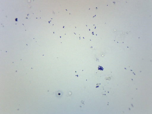 Streptococcus Pneumoniae - Gram Pos. - Prepared Microscope Slide - 75x25mm