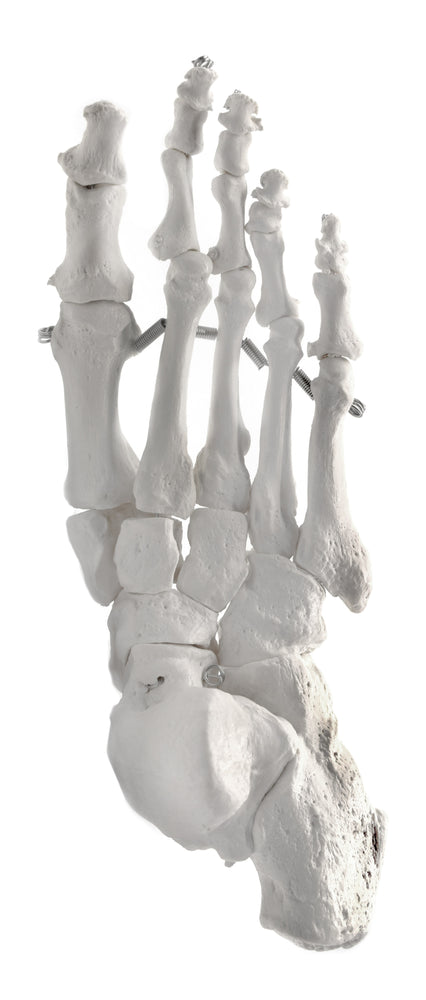 Foot Bone Model, Articulated - Right