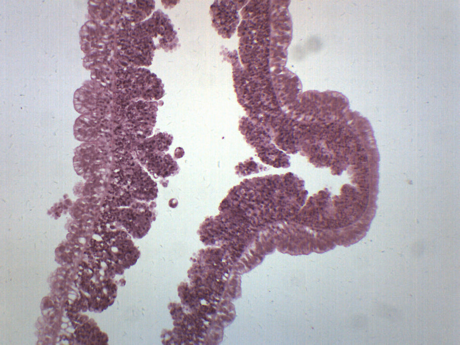 Hydra - Prepared Microscope Slide - 75x25mm