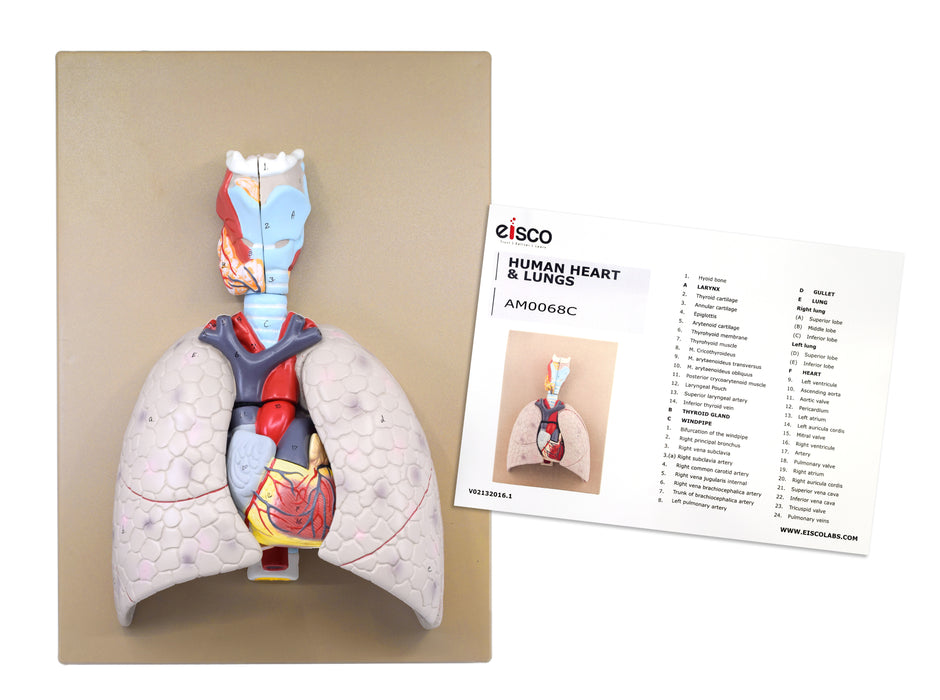 Human Lungs & Heart Model, 16.5" - Mounted on Base