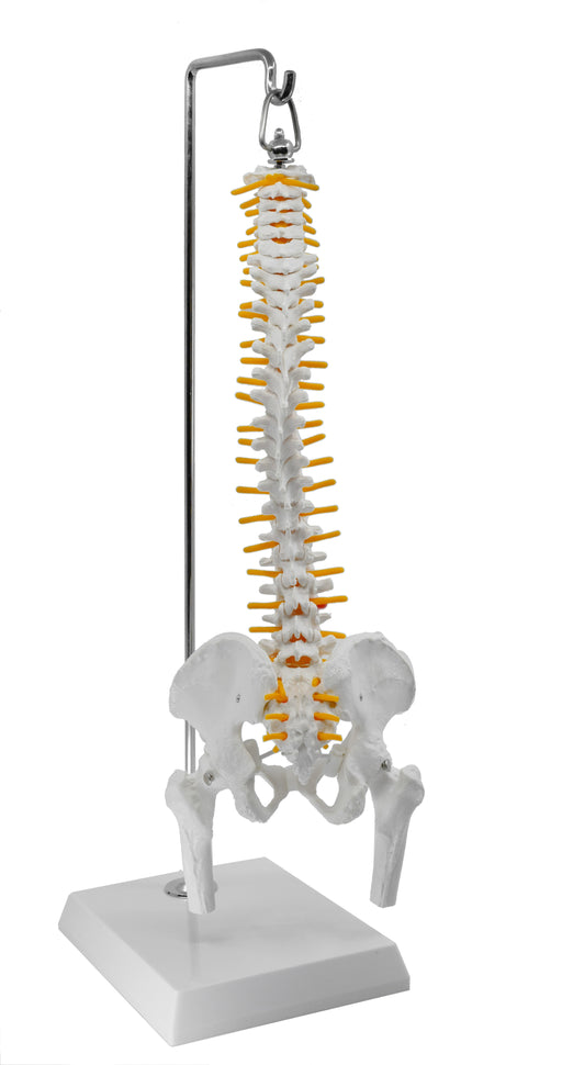 Spinal Column Model with Pelvis & Femur Detail, 1/2 Natural Size
