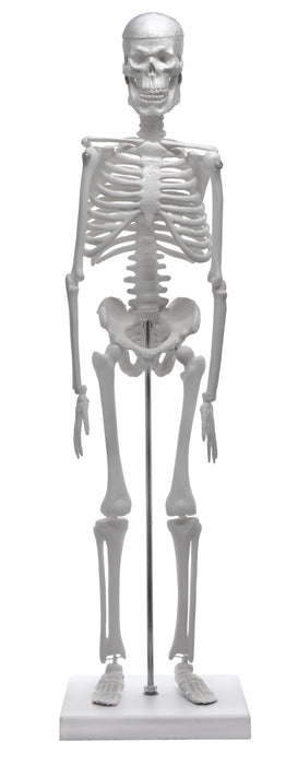 Miniature Human Skeleton Model, 17.5" Tall - With Rod Mount & Stand