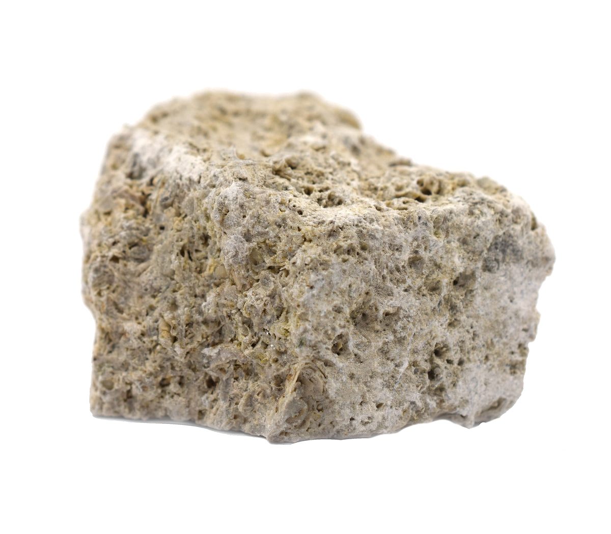Raw Fossiliferous Limestone, Sedimentary Rock Specimen - Approx. 1\, image size:1200x1048