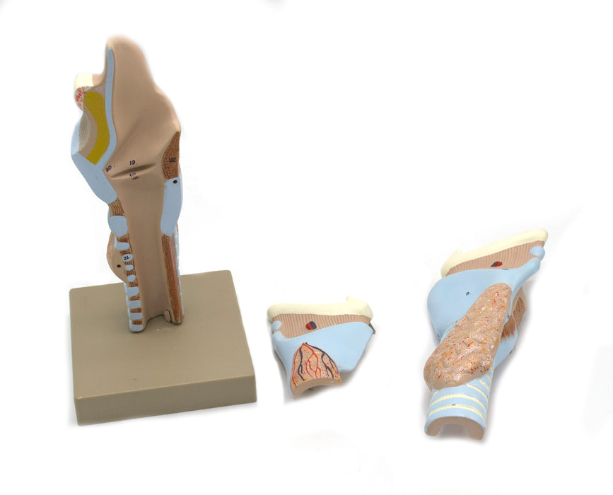Model, Human, Larynx, Multiple Parts