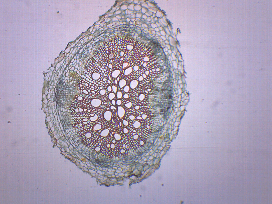 Dycot Root Microscope Dicot Root Parts Under Microscope