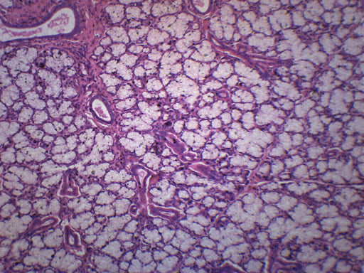 Mammalian Salivary Glands - Prepared Microscope Slide - 75x25mm