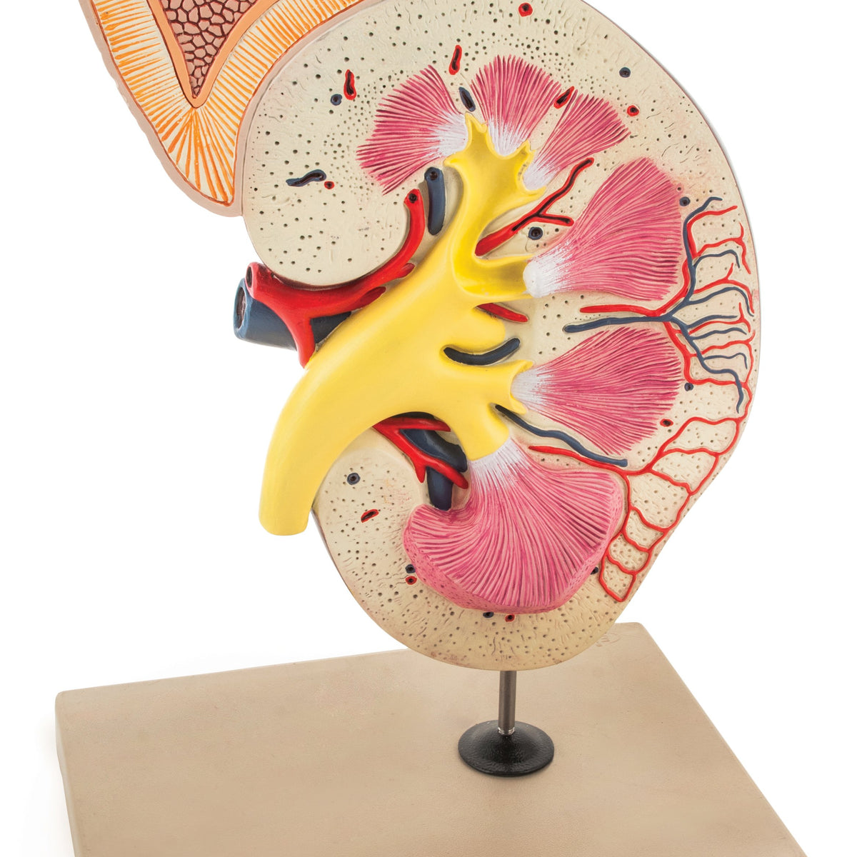 Anatomy Structure S09030 Life-Size Kidney Model - 2 Parts | Median ...