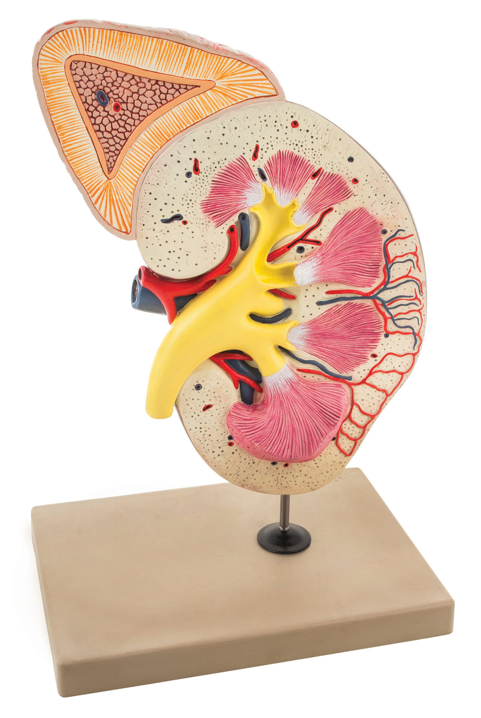 Kidney Model, Longitudinal Section - Right — Eisco Labs
