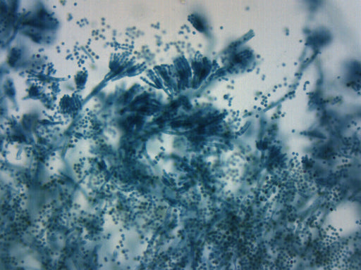 Penicillium - Prepared Microscope Slide - 75x25mm