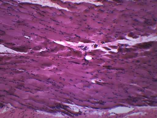 Skeletal Muscle, Mammal - Prepared Microscope Slide - 75x25mm