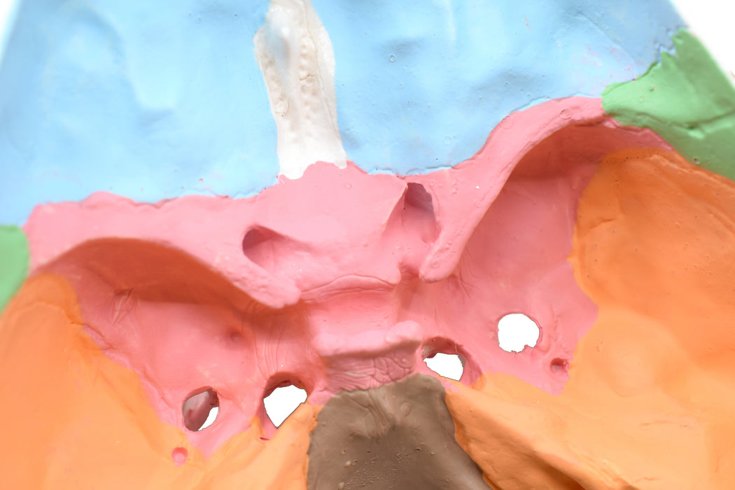 Didactic Human Adult Skull Anatomical Model, 3 Part - Color Coded