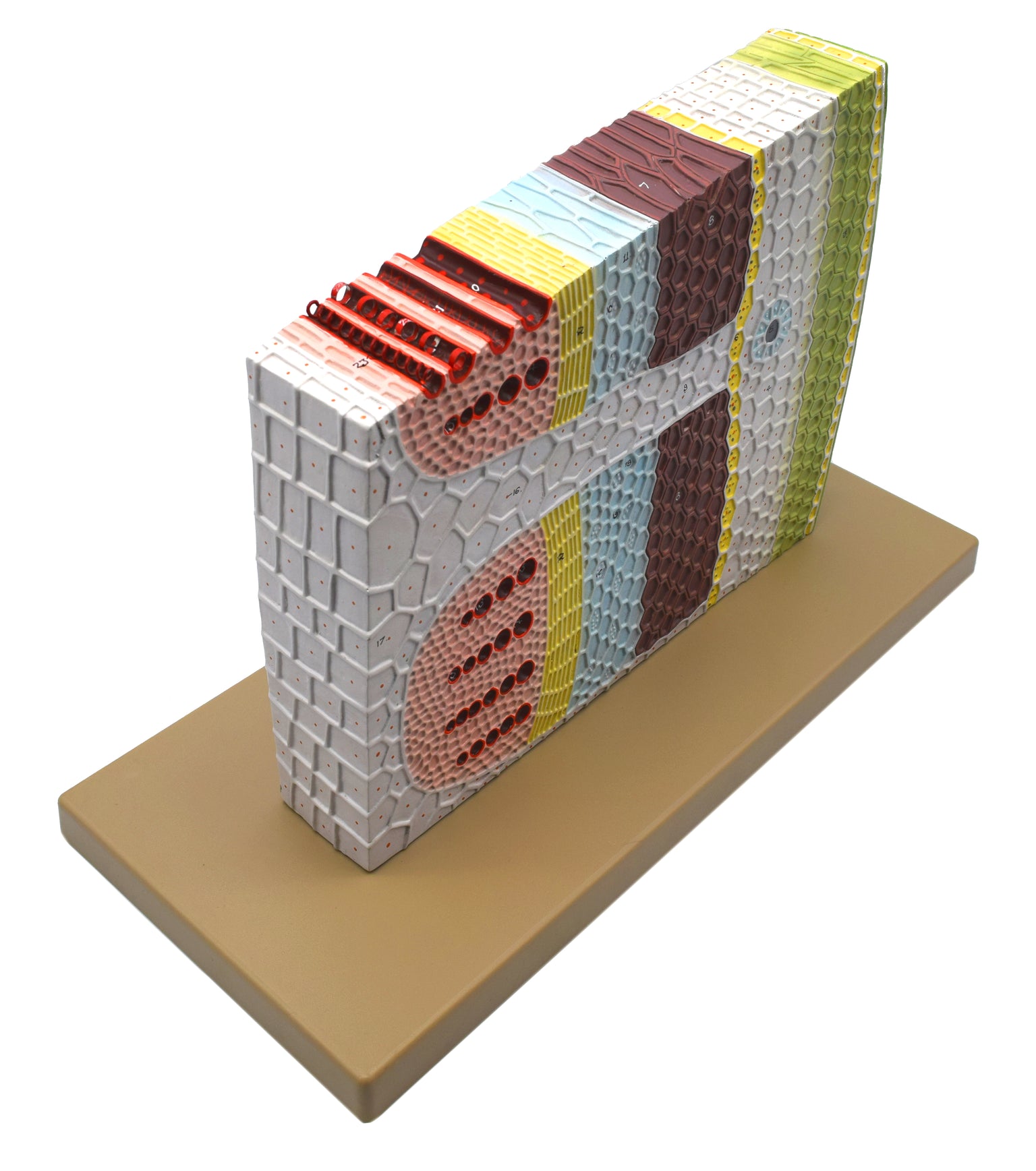 Botany Models — Eisco Labs