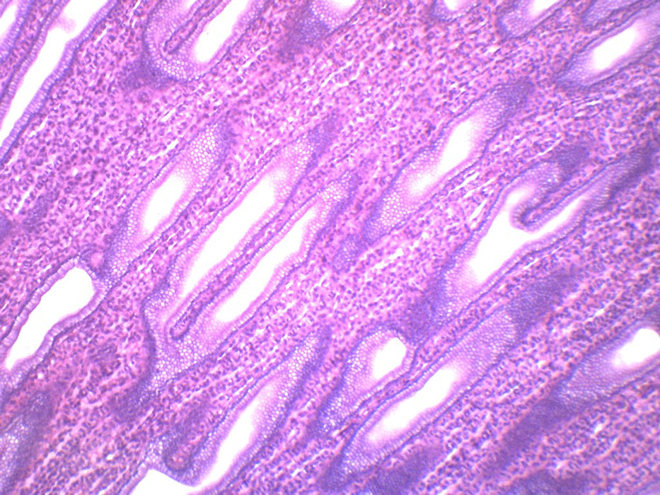 Simple Cuboidal Epithelium, Mammal - Prepared Microscope Slide - 75x25mm