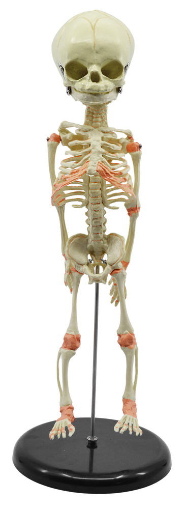 Infant Fetus Skeleton Model, Mini Size - Single Skull - Rod Mounted - Incredible Detail for Anatomical Study - Eisco Labs