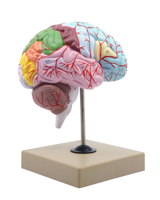 Human Half Brain Model - Life Size, Cross Section - Color Coded & Numbered with Key Card