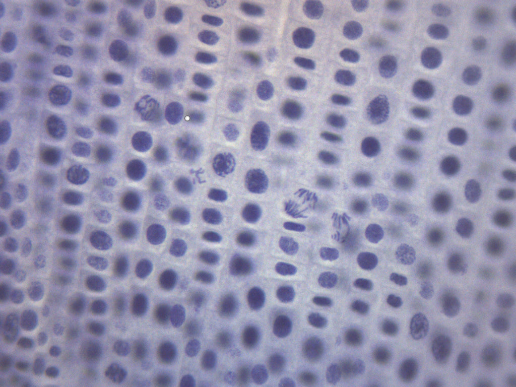Onion Mitosis - Prepared Microscope Slide - 75x25mm