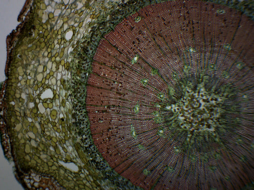 Pine Life History Composite - Prepared Microscope Slide - 75x25mm