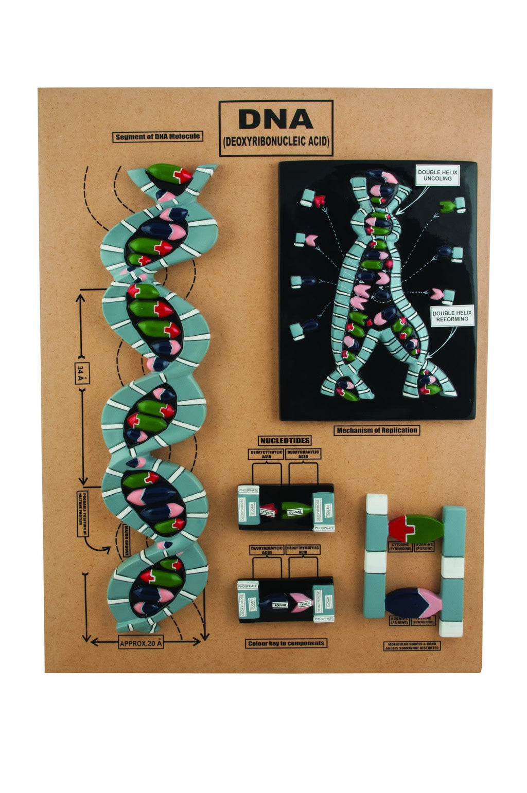 Dna Genetics Models Health & Genetics Models — Eisco Labs