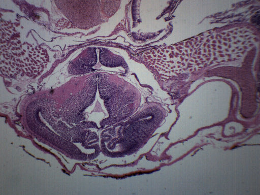 Tadpole Head Region - Cross Section - Prepared Microscope Slide - 75x25mm