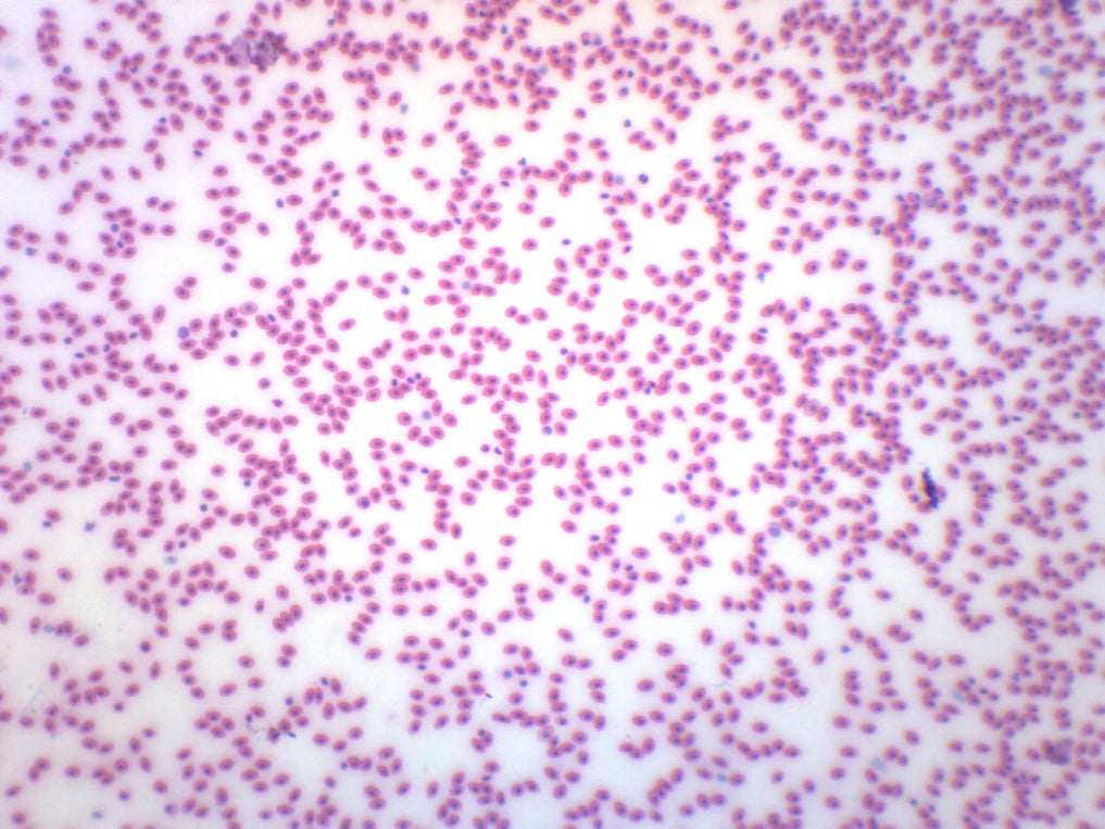 Frog Blood Smear - Prepared Microscope Slide - 75x25mm — Eisco Labs