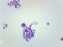 Female Chromosome Smear, Human - Prepared Microscope Slide - 75x25mm