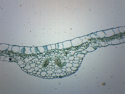 Begonia Leaf - Cross Section - Prepared Microscope Slide - 75x25mm