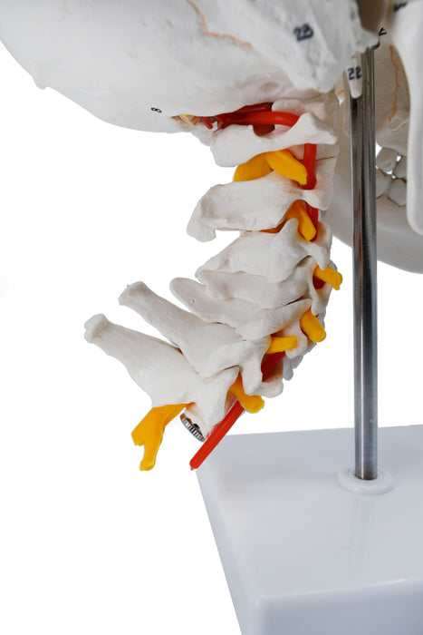 Numbered Skull Model, 3D Brain, Cervical Vertebrae - Natural Size