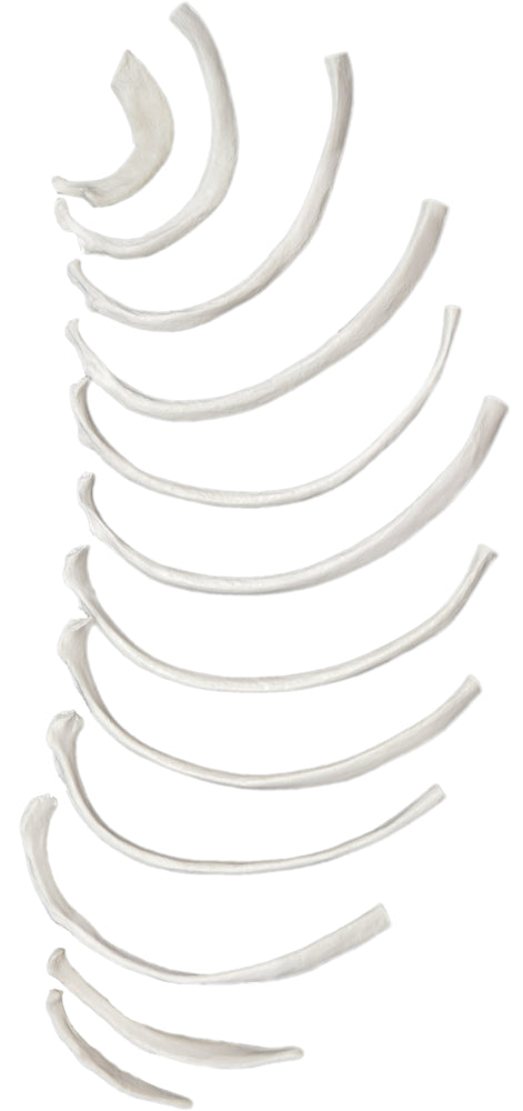 Disarticulated Rib Bones Set - Half Set, 12 Bones - Anatomically Accurate Human Rib Bone Model Replica -Eisco Labs