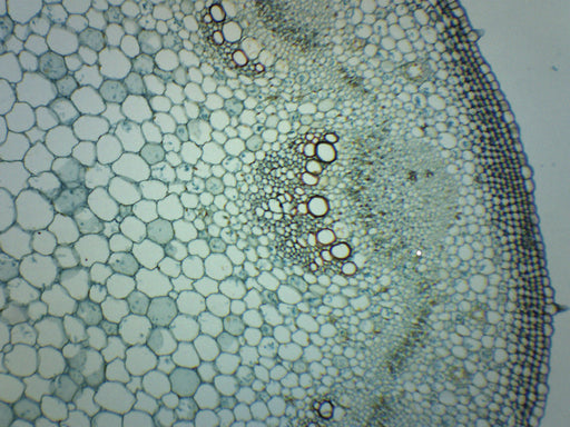 Helianthus Stem - Cross Section - Prepared Microscope Slide - 75x25mm
