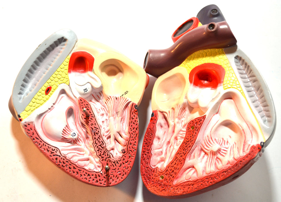 Eisco Enlarged Human Heart Model, 2 Parts