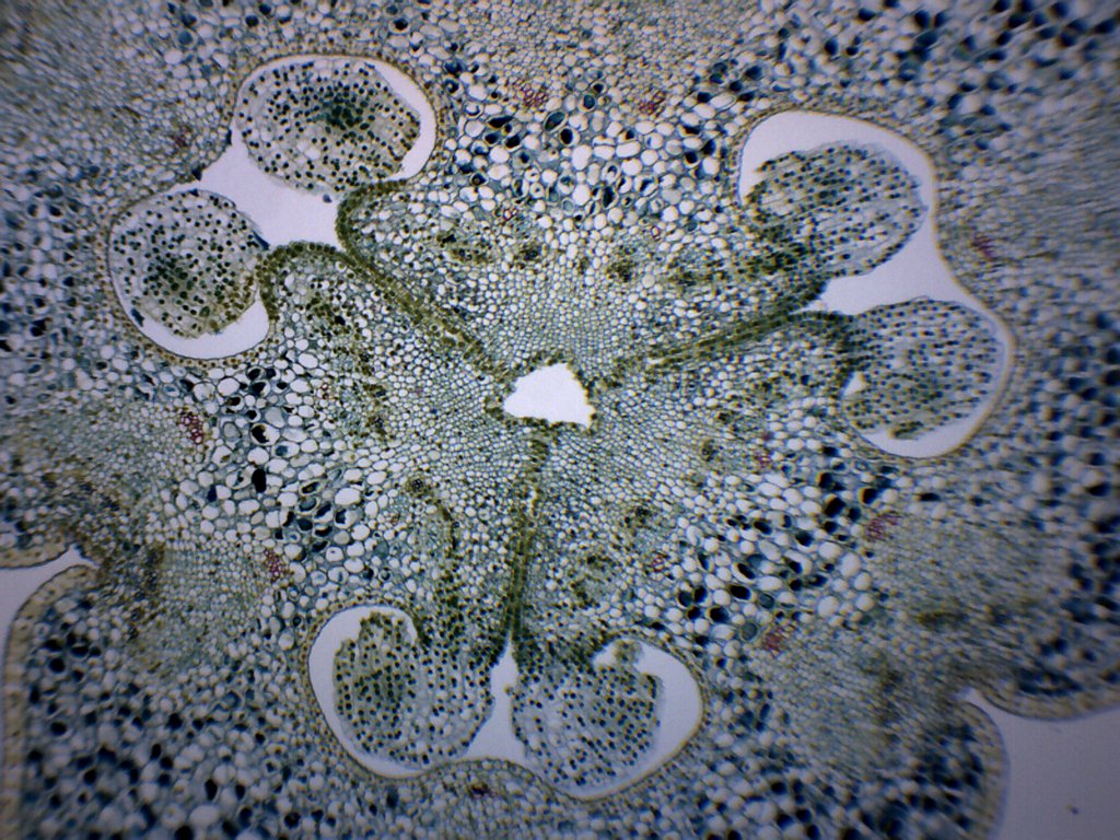 Lilium Ovary - Prepared Microscope Slide - 75x25mm