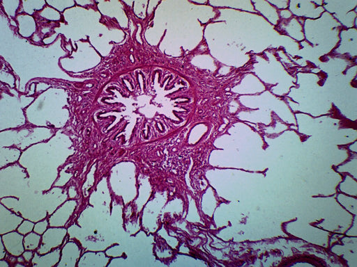 Lung Of Cat - Prepared Microscope Slide - 75x25mm