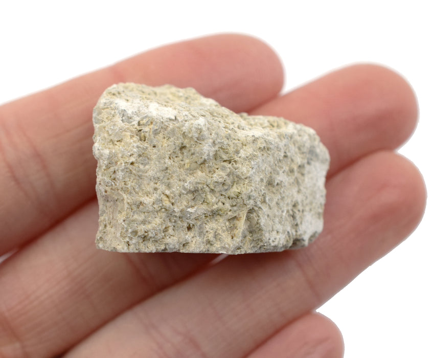 12PK Raw Fossiliferous Limestone, Sedimentary Rock Specimens - Approx. 1" - Geologist Selected & Hand Processed - Great for Science Classrooms - Class Pack - Eisco Labs