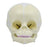 Eisco Life-Size Infant Human Skull Model with Articulated Mandible
