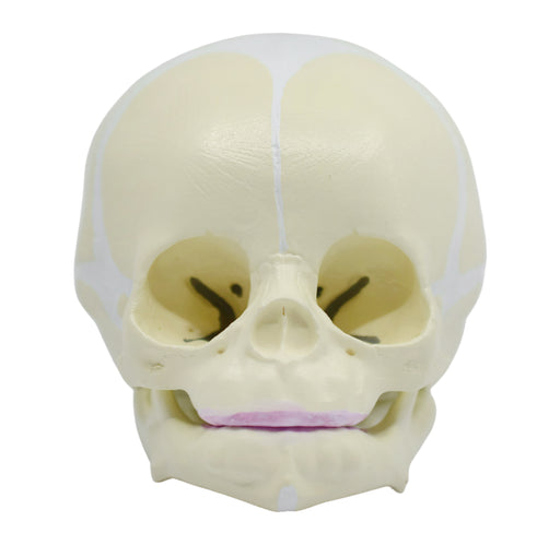 Eisco Life-Size Infant Human Skull Model with Articulated Mandible