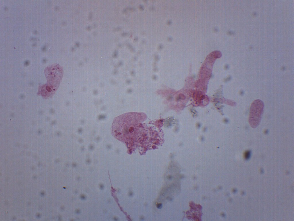 Amoeba Proteus, Whole Mount - Prepared Microscope Slide - 75x25mm