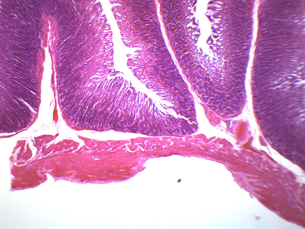 Labeled Stomach Slide