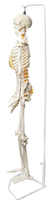 Human Skeleton Model, Half Size - With Nerve Endings - Hanging Mount - Incredible Detail for Anatomical Study - Eisco Labs